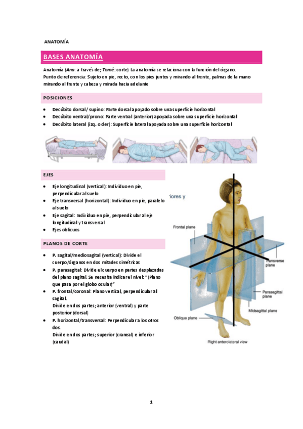 Miniatura del documento Apuntes-anatomia.pdf