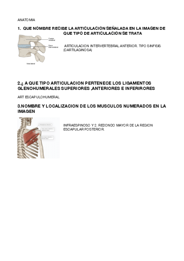 Miniatura del documento ANATOMIA-3.pdf