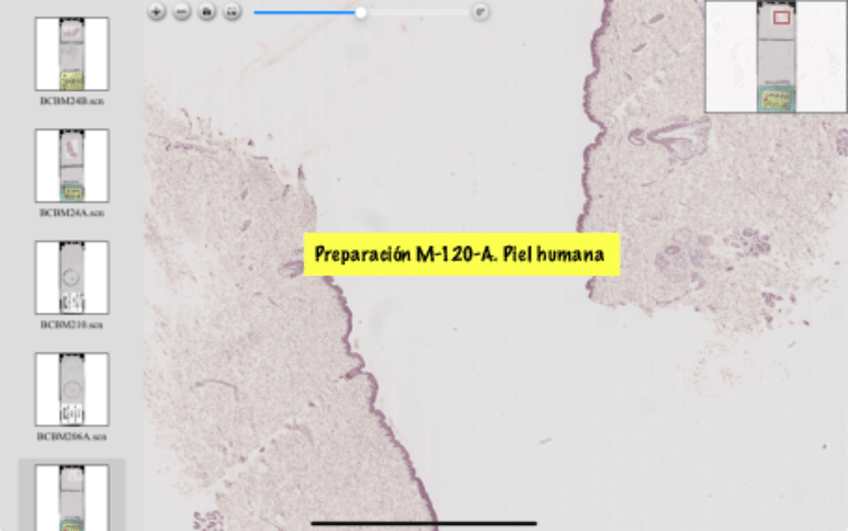 Miniatura del documento P5-Histologia.pdf