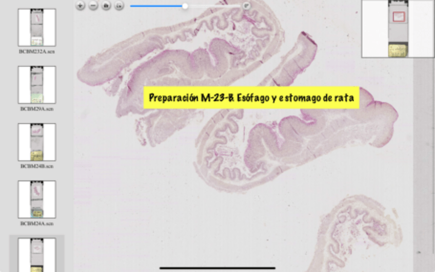 Miniatura del documento P8-Histologia.pdf