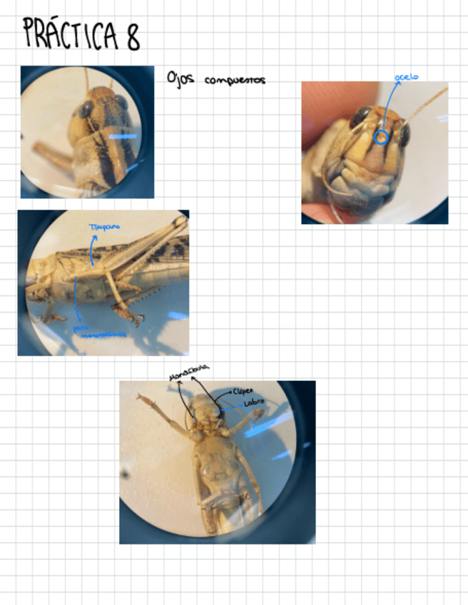 Miniatura del documento Cuaderno-laboratorio-zoologia-2Q.pdf