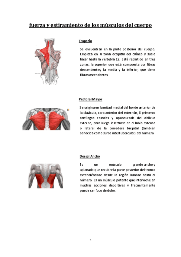 Miniatura del documento fuerza-y-estiramiento-de-los-musculos-del-cuerpo.pdf