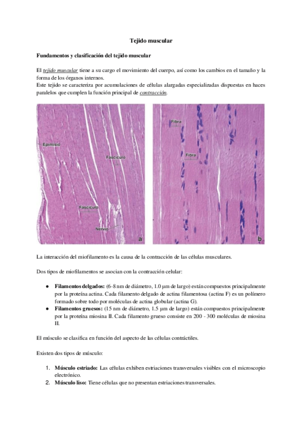 Miniatura del documento Tejido-muscular..pdf