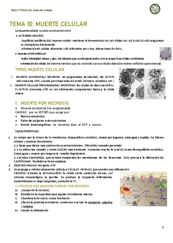 Miniatura del documento T10-COMPLETO-apoptosis.pdf