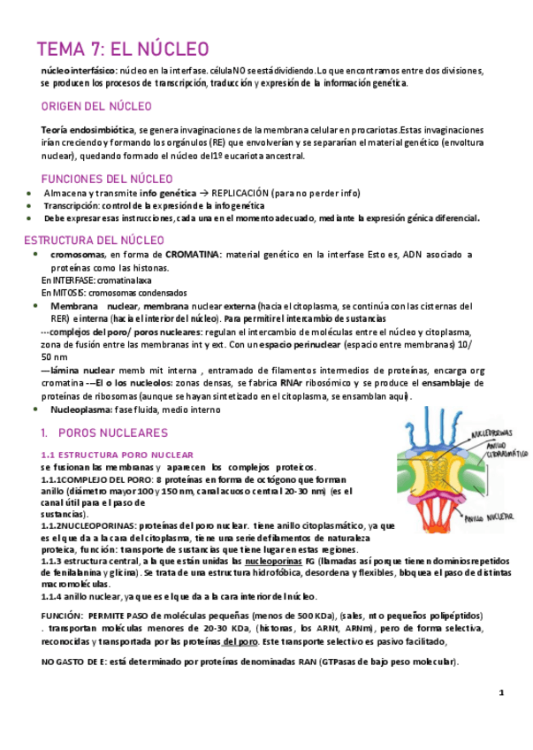 Miniatura del documento T7-COMPLETO-nucleo.pdf