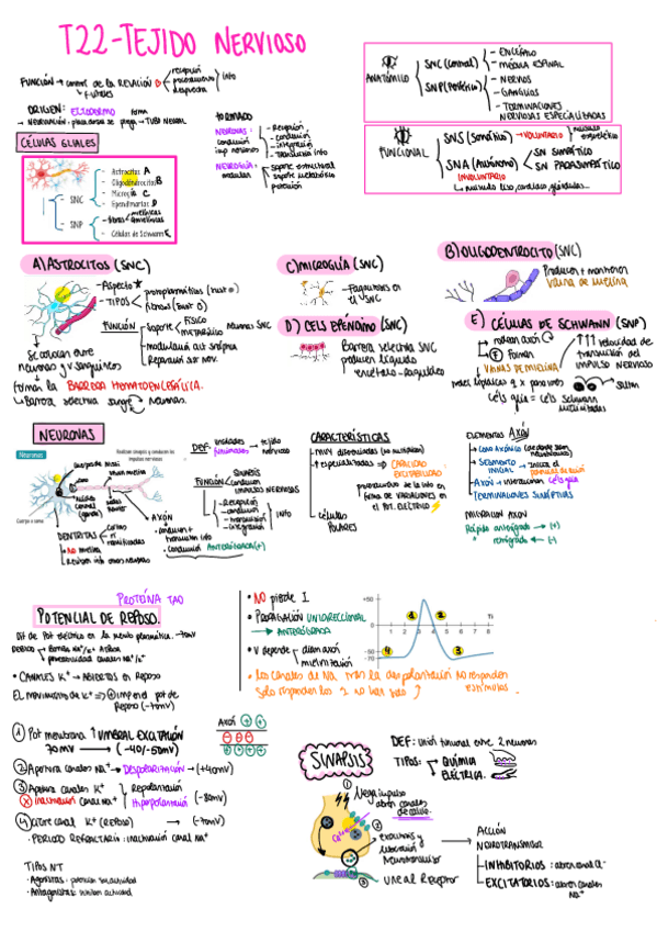 Miniatura del documento T22-ESQUEMA-tejido-nervioso.pdf
