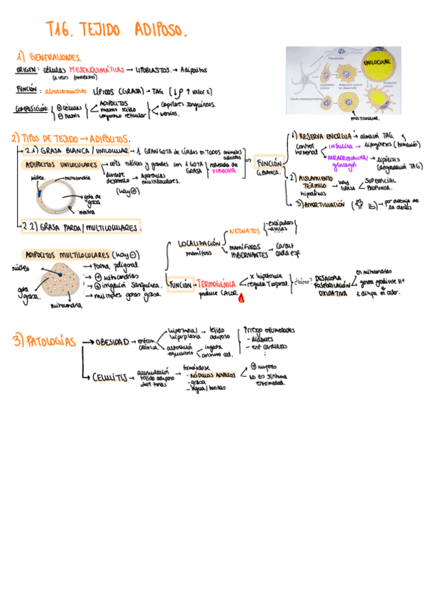 Miniatura del documento T16-ESQUEMA-tejido-adiposo.pdf