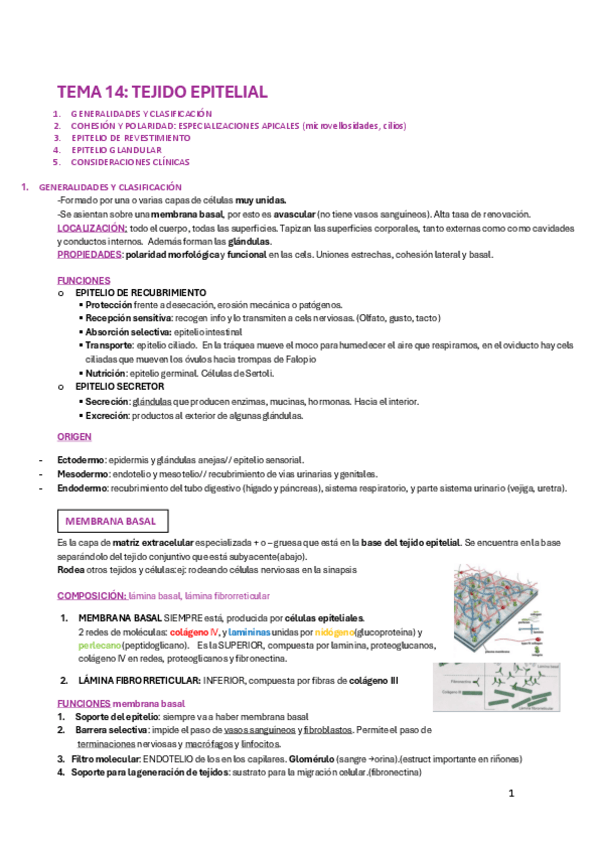 Miniatura del documento T14-COMPLETO-tejido-epitelial.pdf