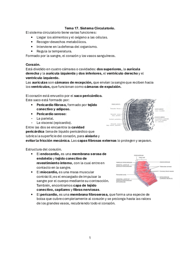 Miniatura del documento Tercera-parte-anatomia.pdf