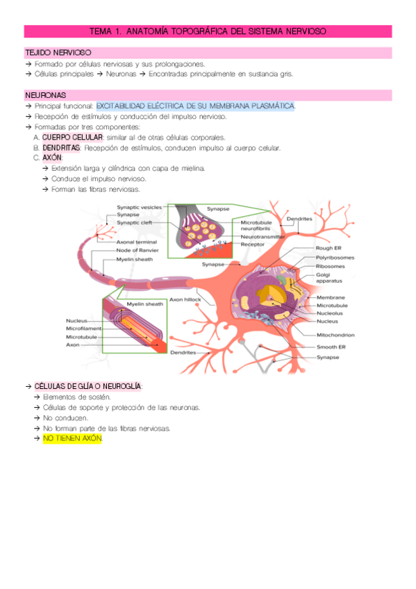 Miniatura del documento NEUROANATOMIA.pdf