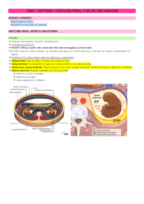 Miniatura del documento RENAL.pdf