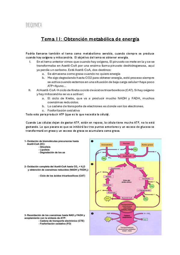 Miniatura del documento bq-Tema11.pdf