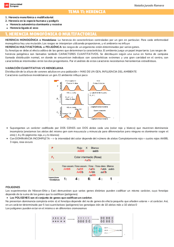 Miniatura del documento TEMA-11-HERENCIA.pdf