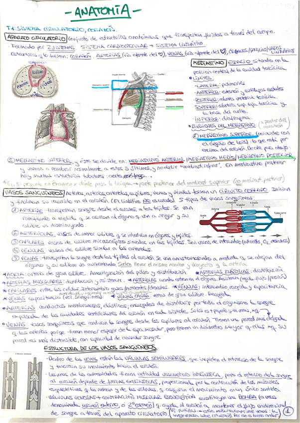 Miniatura del documento Anatomia-segundo-cuatri.pdf