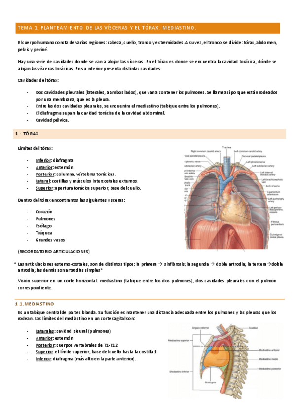 Miniatura del documento TEMA-1-anato.pdf