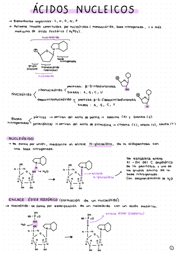 Miniatura del documento Acidos-nucleicos.-ABAU.pdf