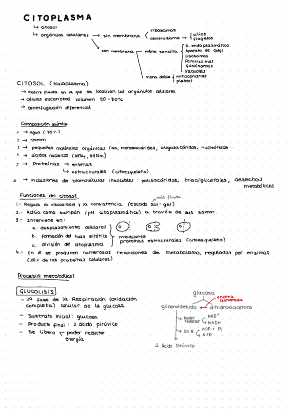 Miniatura del documento 2.-ORGANULOS-1.pdf