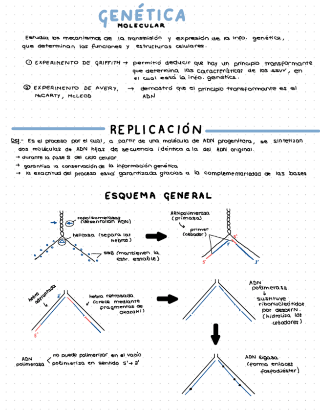 Miniatura del documento genetica-molecular-ABAU.pdf