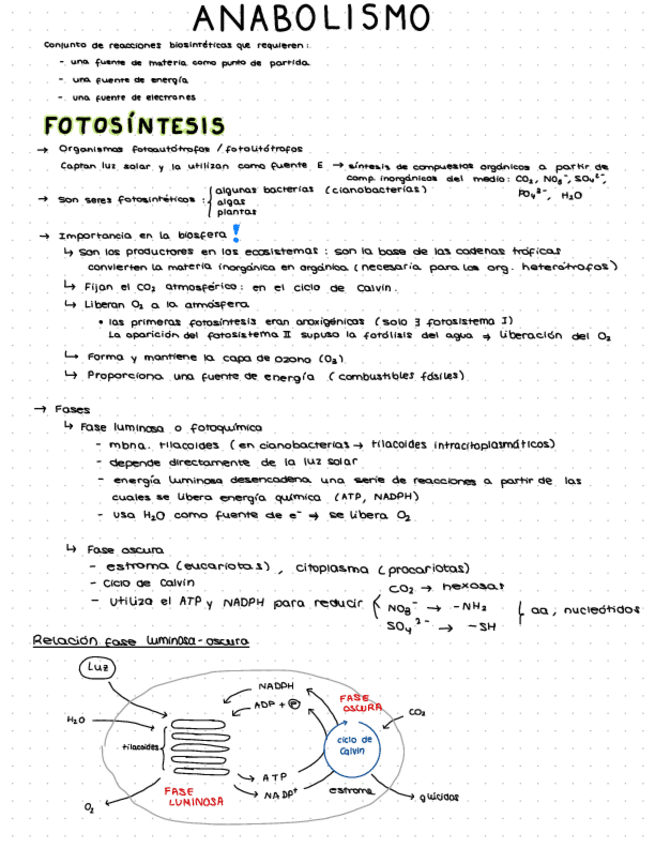 Miniatura del documento 3.4.-Anabolismo-ABAU.pdf