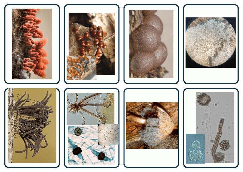 Miniatura del documento flashcards-practiques.pdf