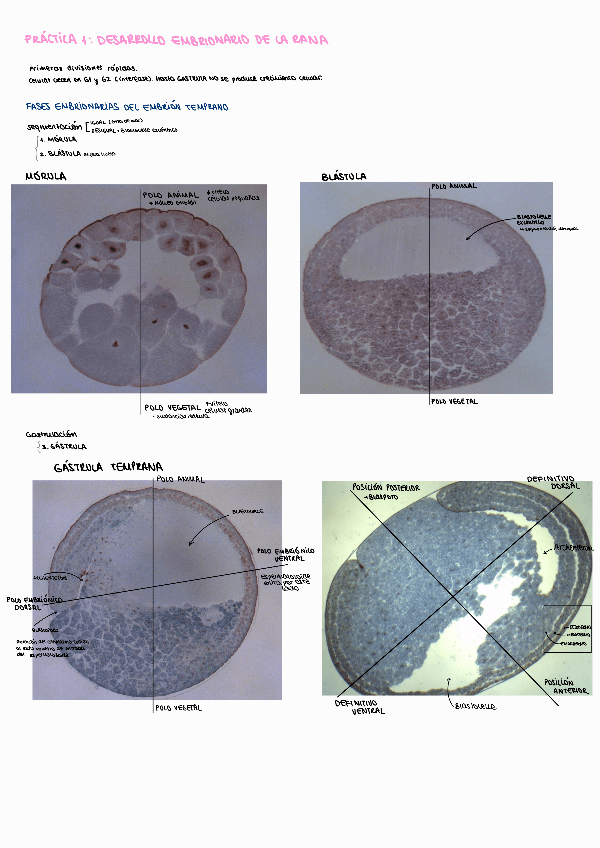 Miniatura del documento Practicas-TODA-la-teoria.pdf