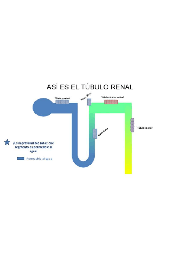 Miniatura del documento Tubulopatias-esquema.pdf