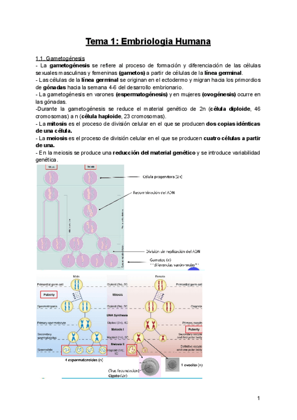 Miniatura del documento Anatomia-BLOQUE-1-TEMA-1-EMBRIOLOGIA.pdf