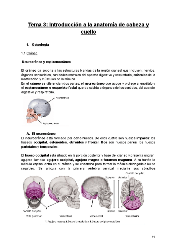 Miniatura del documento Anatomia-Bloque-1-TEMA-3-INTRODUCCIONA-CABEZA-Y-CUELLO.pdf