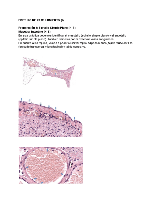 Miniatura del documento Practicas-Laboratorio-Bio.pdf
