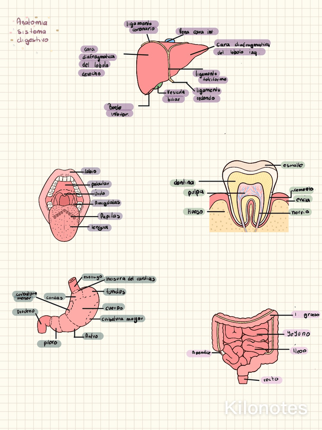 Miniatura del documento celulas.jpg