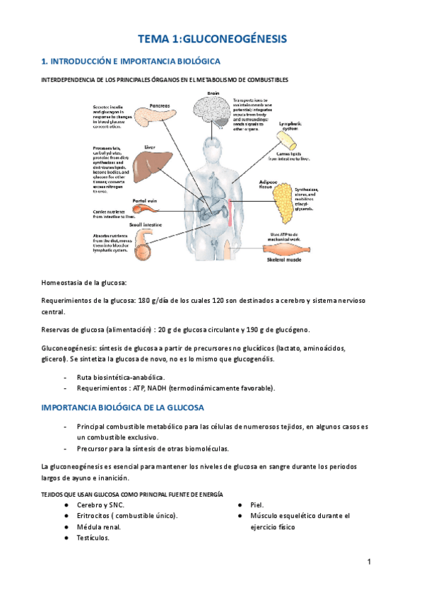 Miniatura del documento TEMARIO-COMPLETO-BIOQII-los-mejores.pdf