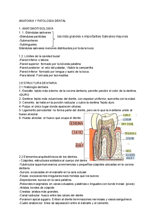 Miniatura del documento ANATOMIA-Y-PATOLOGIA-DENTAL.pdf