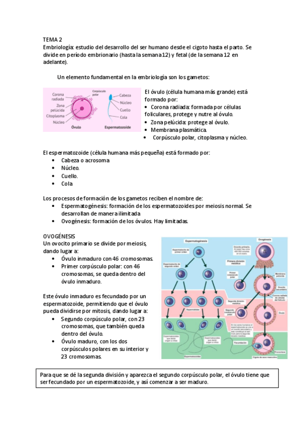 Miniatura del documento TEMA-2.pdf