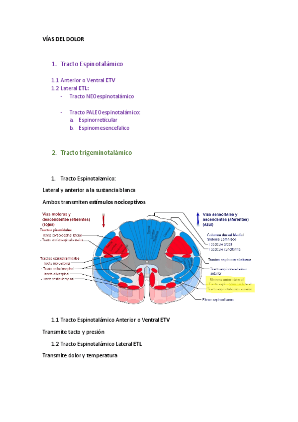 Miniatura del documento Apuntes-Vias-del-Dolor-Teoria.pdf