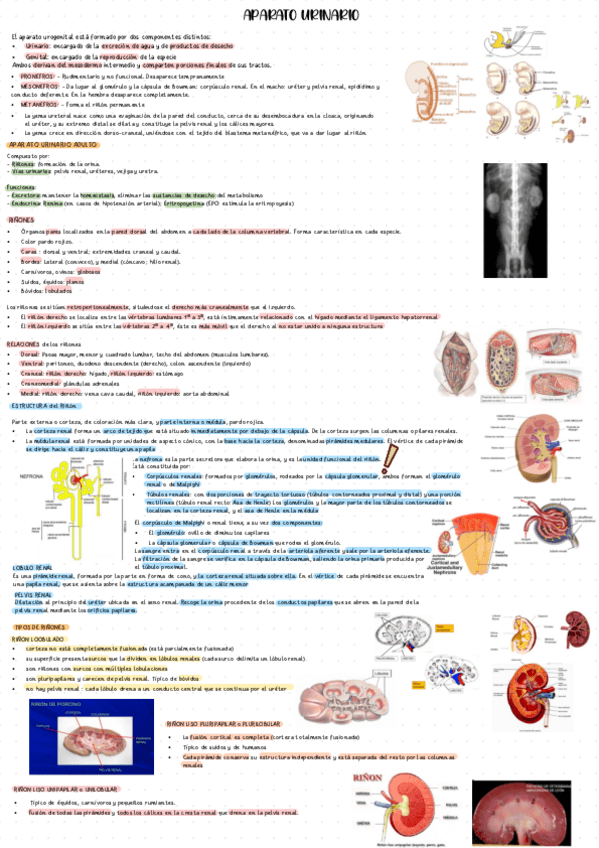 Miniatura del documento T4-APARATO-URINARIO.pdf