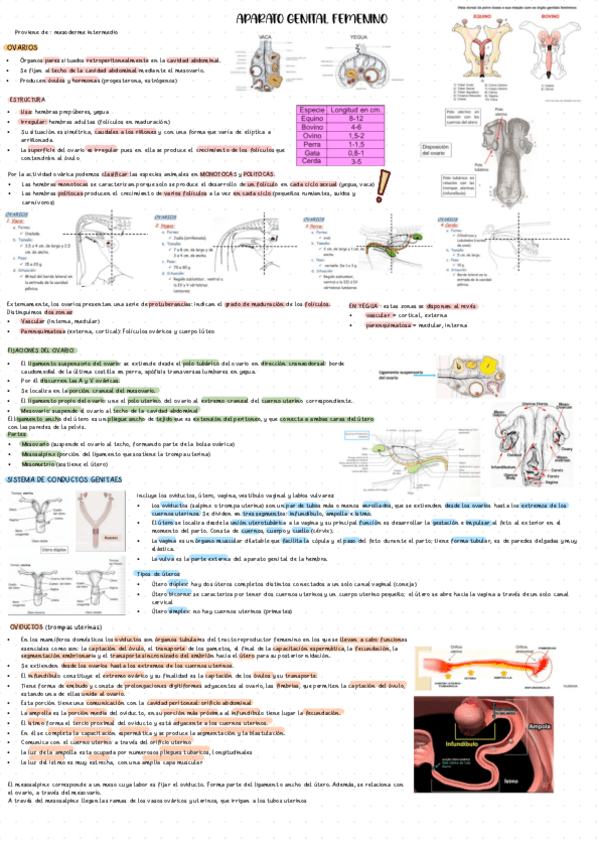 Miniatura del documento T5-APARATO-GENITAL-FEMENINO.pdf