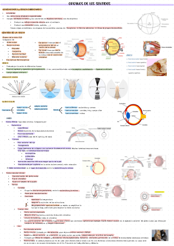 Miniatura del documento T8-ORGANOS-DE-LOS-SENTIDOS.pdf