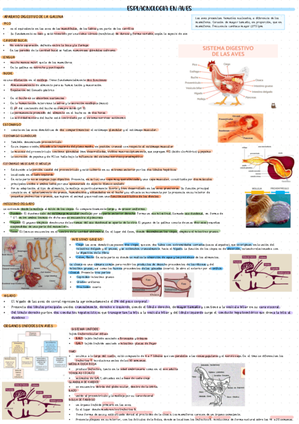 Miniatura del documento T9ESPLACNOLOGIA-EN-AVES.pdf