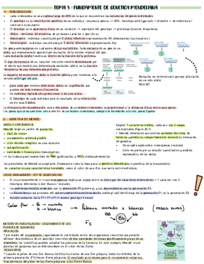 Miniatura del documento T5-Fundamentos-de-genetica-mendeliana.pdf