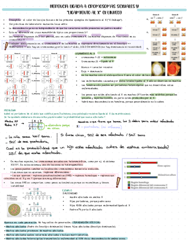 Miniatura del documento T6-HERENCIA-LIGADA.pdf