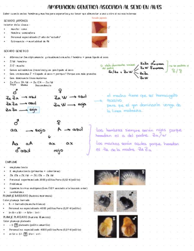 Miniatura del documento T12-ampliacion-genetica-asociada-al-sexo-2.pdf