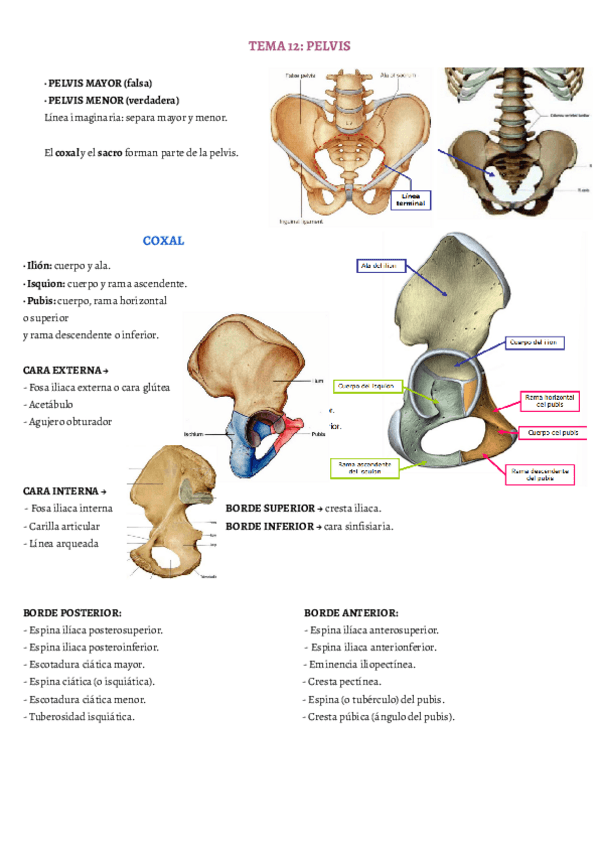 Miniatura del documento TEMA-12.pdf