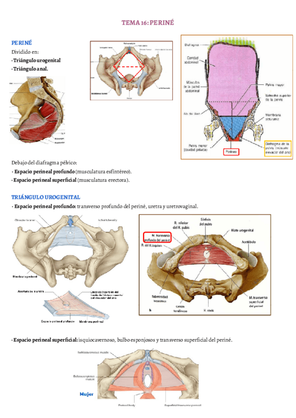 Miniatura del documento TEMA-16.pdf