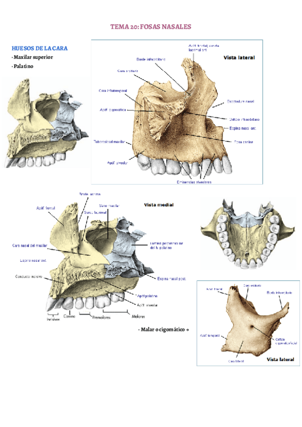Miniatura del documento TEMA-20.pdf