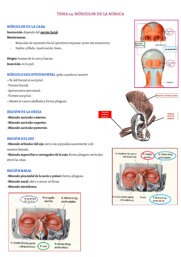 Miniatura del documento TEMA-24.pdf
