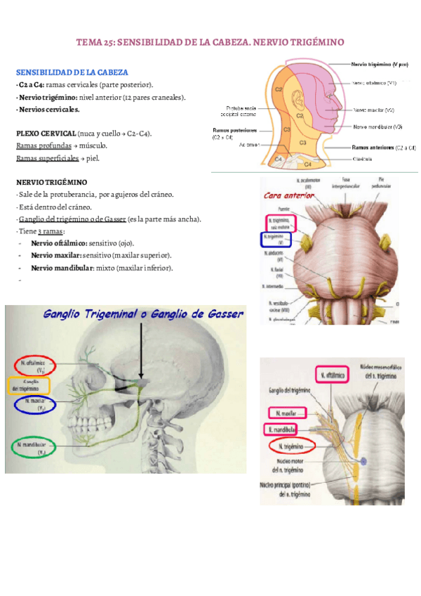 Miniatura del documento TEMA-25.pdf