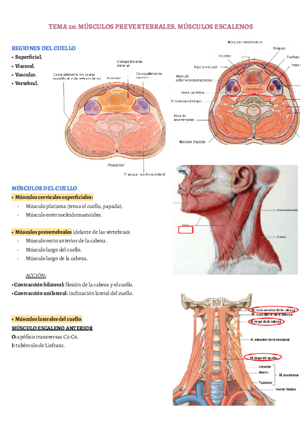 Miniatura del documento TEMA-26.pdf