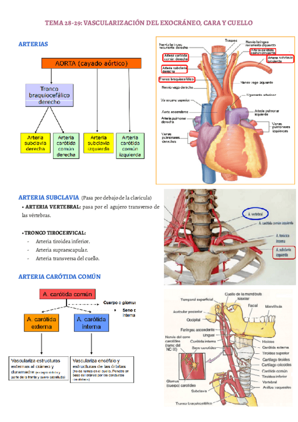 Miniatura del documento TEMA-28-29.pdf