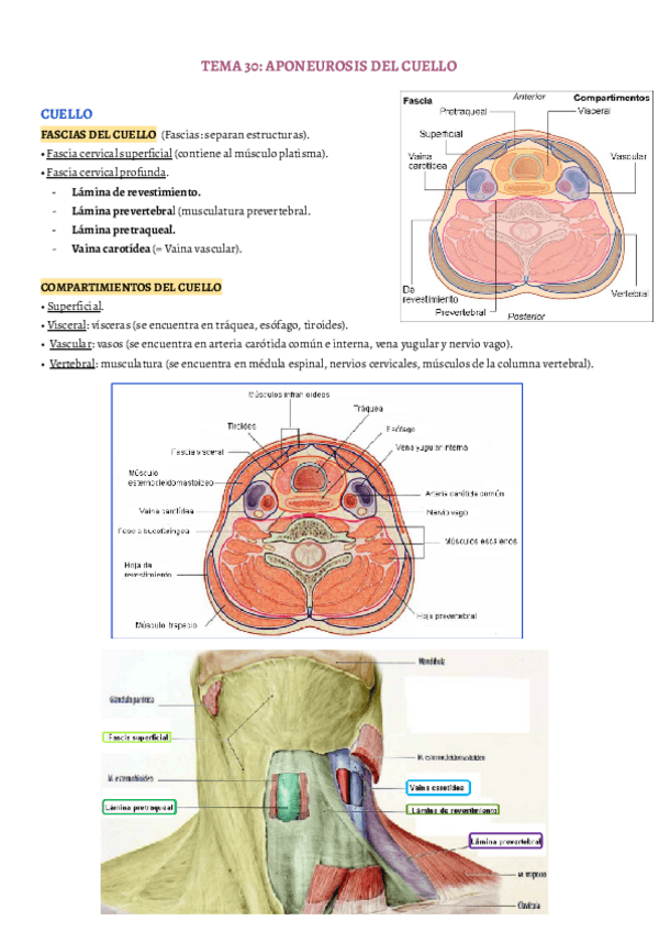 Miniatura del documento TEMA-30.pdf