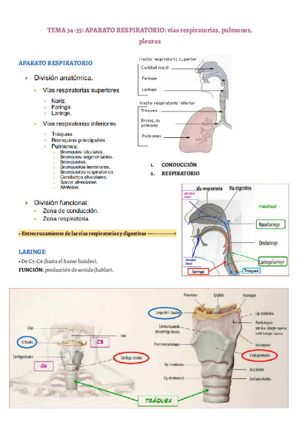 Miniatura del documento TEMA-34-35.pdf